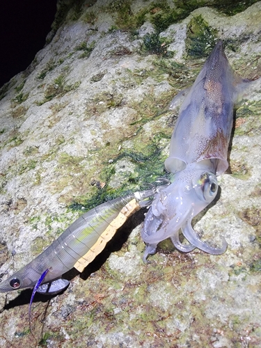 ヤリイカの釣果