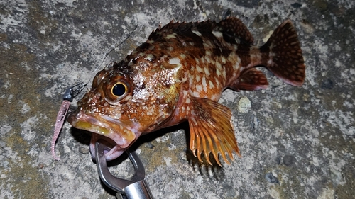 カサゴの釣果