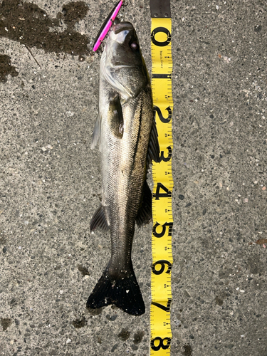 シーバスの釣果