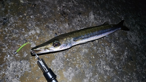 タイワンカマスの釣果