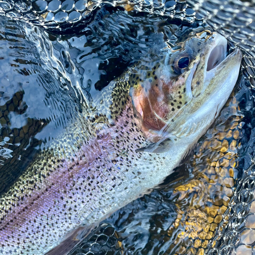 ニジマスの釣果