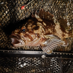 ムラソイの釣果