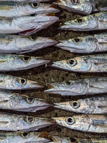 カマスの釣果