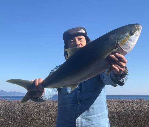 ヒラマサの釣果