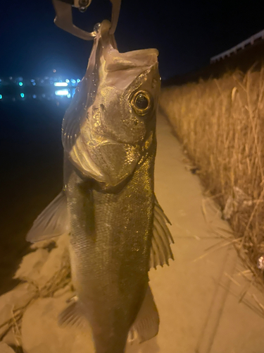 スズキの釣果