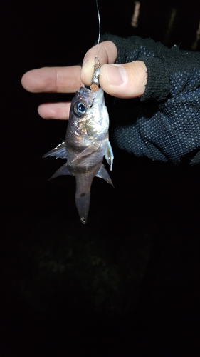 ヨコスジイシモチの釣果