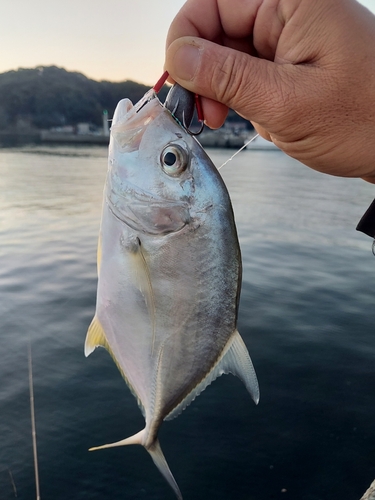 メッキの釣果