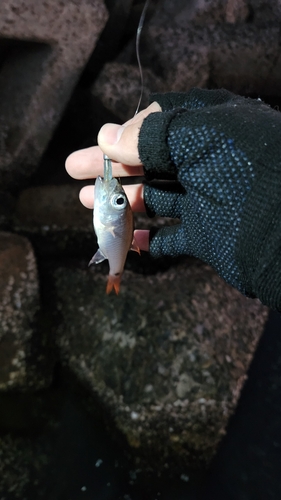 クロホシイシモチの釣果