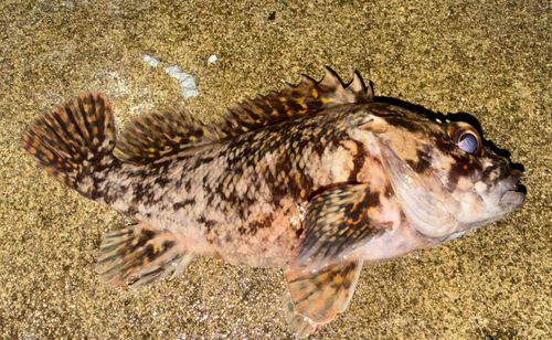 カサゴの釣果