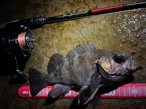 メバルの釣果