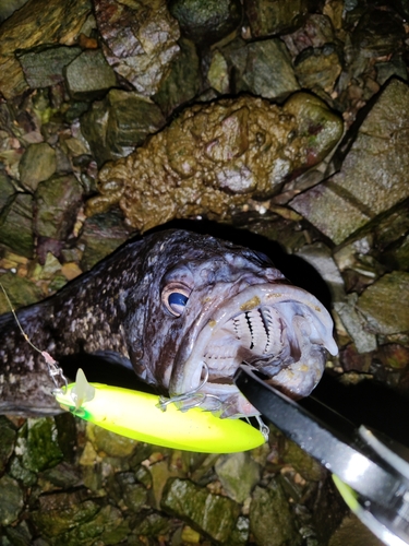 ソイの釣果