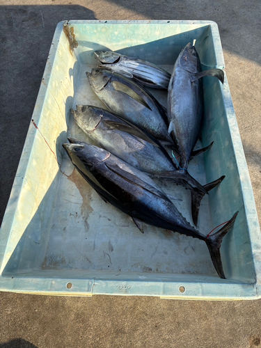 ビンチョウマグロの釣果