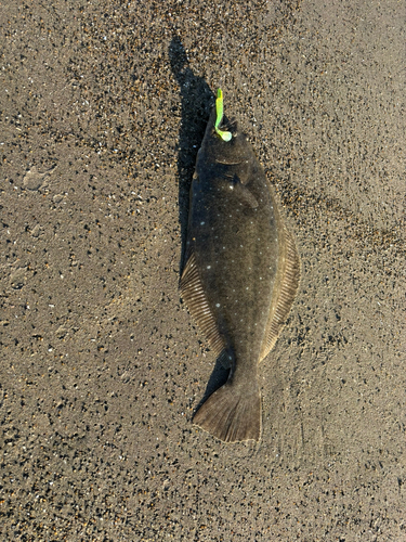 ヒラメの釣果