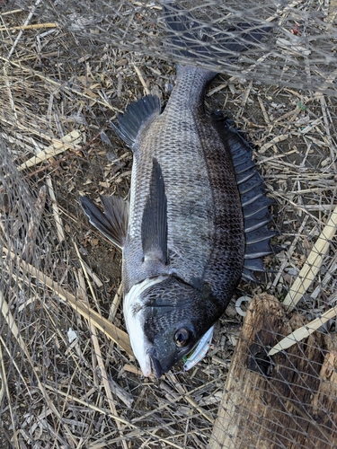 チヌの釣果