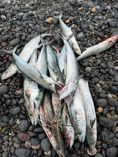 サゴシの釣果