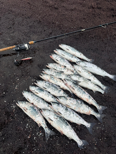 サクラマスの釣果