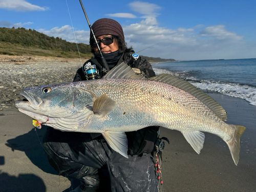 オオニベの釣果