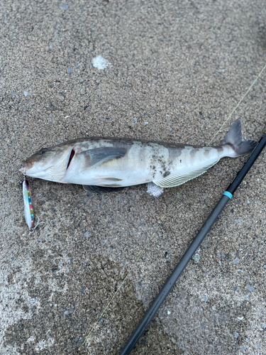 ホッケの釣果