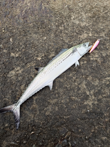 サゴシの釣果