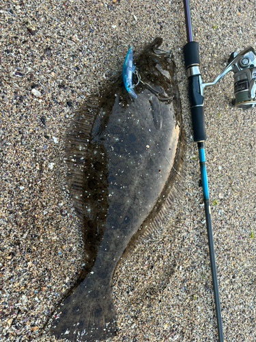 ヒラメの釣果