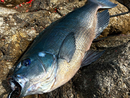 グレの釣果