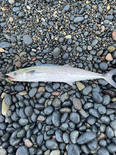 サゴシの釣果