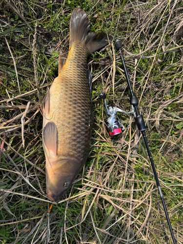 コイの釣果