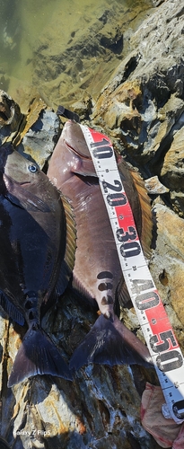 サンノジの釣果