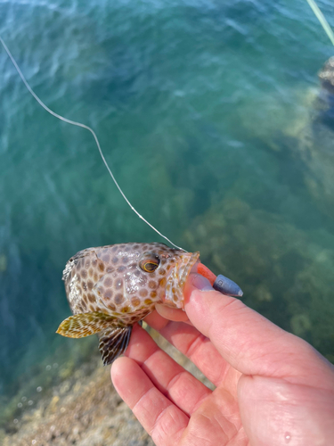 オオモンハタの釣果