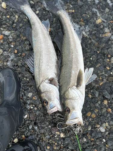 シーバスの釣果