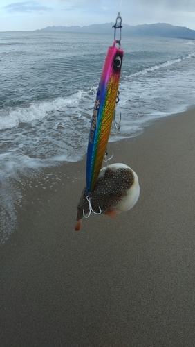 フグの釣果