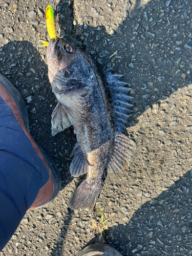 クロソイの釣果