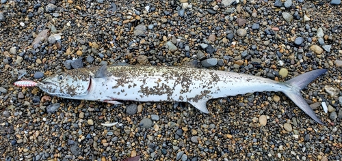 サゴシの釣果