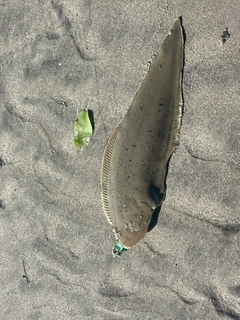 シタビラメの釣果