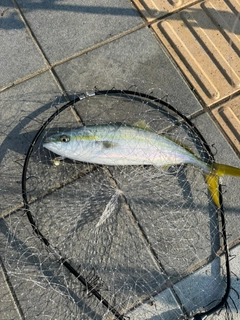 ハマチの釣果