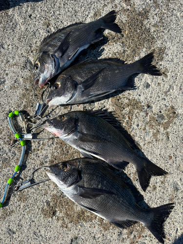 クロダイの釣果