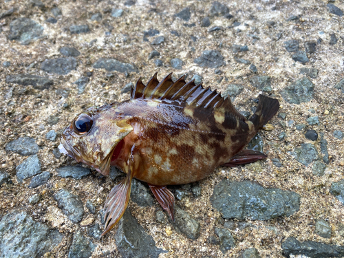 ガシラの釣果