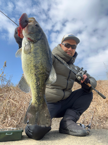 ブラックバスの釣果