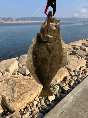 ヒラメの釣果