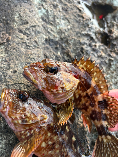 カサゴの釣果