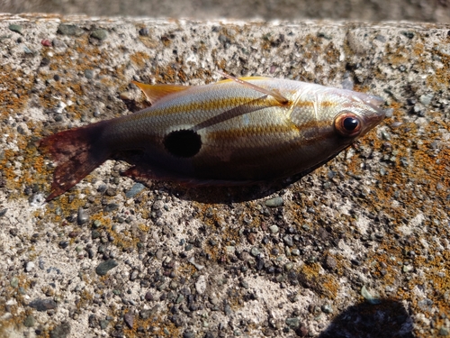 クロホシフエダイの釣果