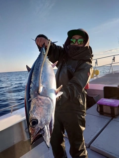 ビンチョウマグロの釣果