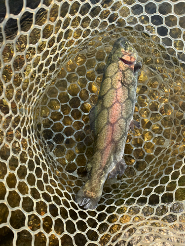 ニジマスの釣果