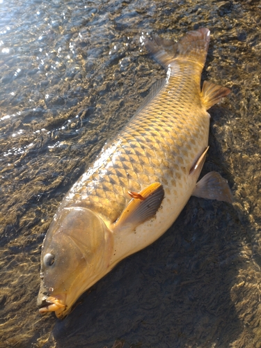 コイの釣果