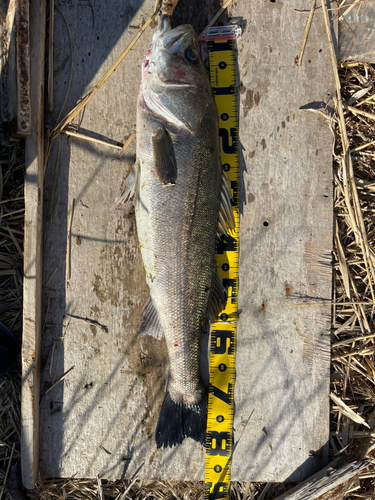 シーバスの釣果