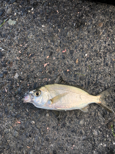 クロサギの釣果