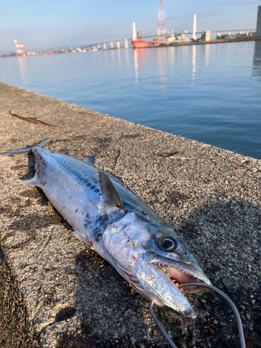 サゴシの釣果