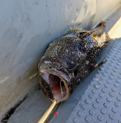 ミシマオコゼの釣果