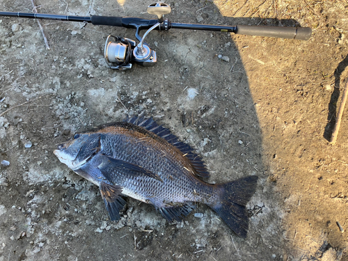 クロダイの釣果