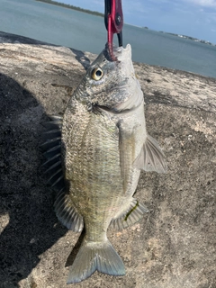 ミナミクロダイの釣果